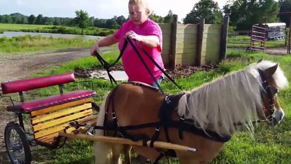 9 yr old Flashy Mini Mare and Nice Wood Show Cart