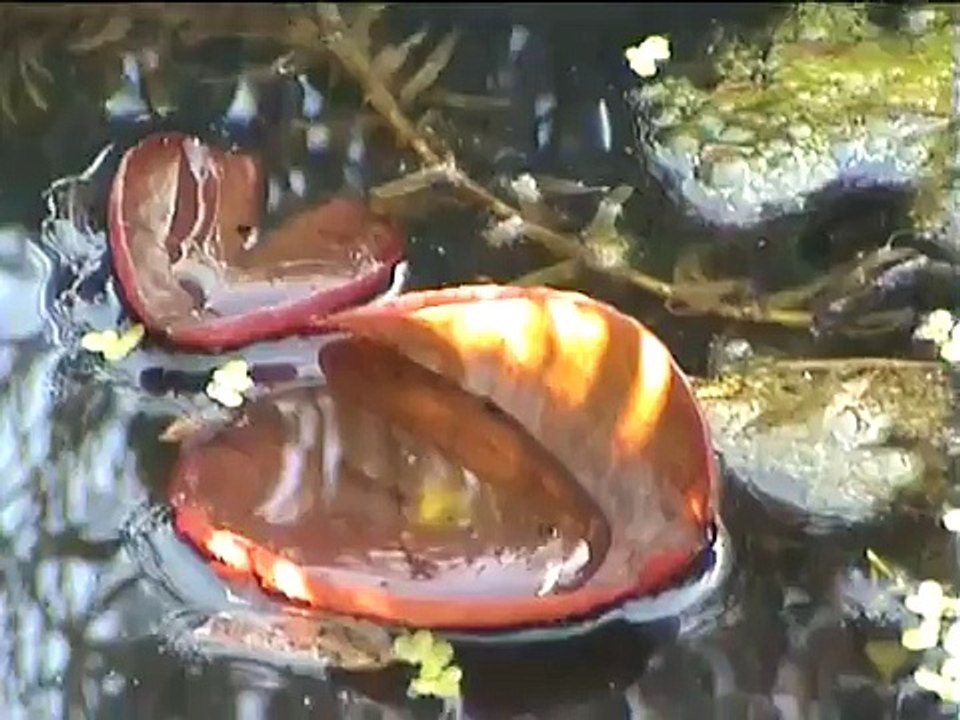 PondLife