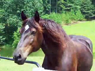 The American Horse by John Holland