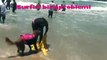 Surf dog Ricochet - Loews Coronado Bay Resort surf dog contest with Kona & Antonio
