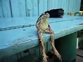 A Frog Sitting on a Bench Like a Human