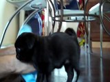 Black Pug Puppy, Eight Weeks Old
