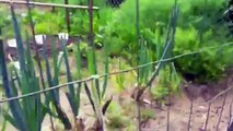 How to Grow Cucumbers from Seed Planting Cucumbers