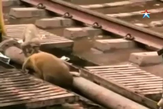 Обезьяна спасла жизнь упавшему на рельсы другу в Индии