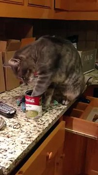Cat Loving Some Campbells Soup