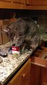 Cat Loving Some Campbells Soup