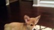 Corgi puppy sees a mirror for the first time