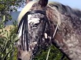 Sardegna -Trekking a cavallo