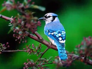 Sounds of Nature: Bird Songs (No Music)