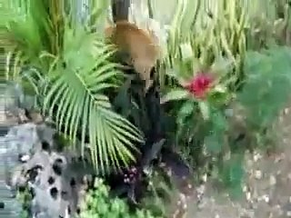 Cats in a Fight: Catfight of 2010