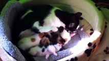 5 Kitten (Katzen Babys) von Mama wohl Behütet im Wurfkorb