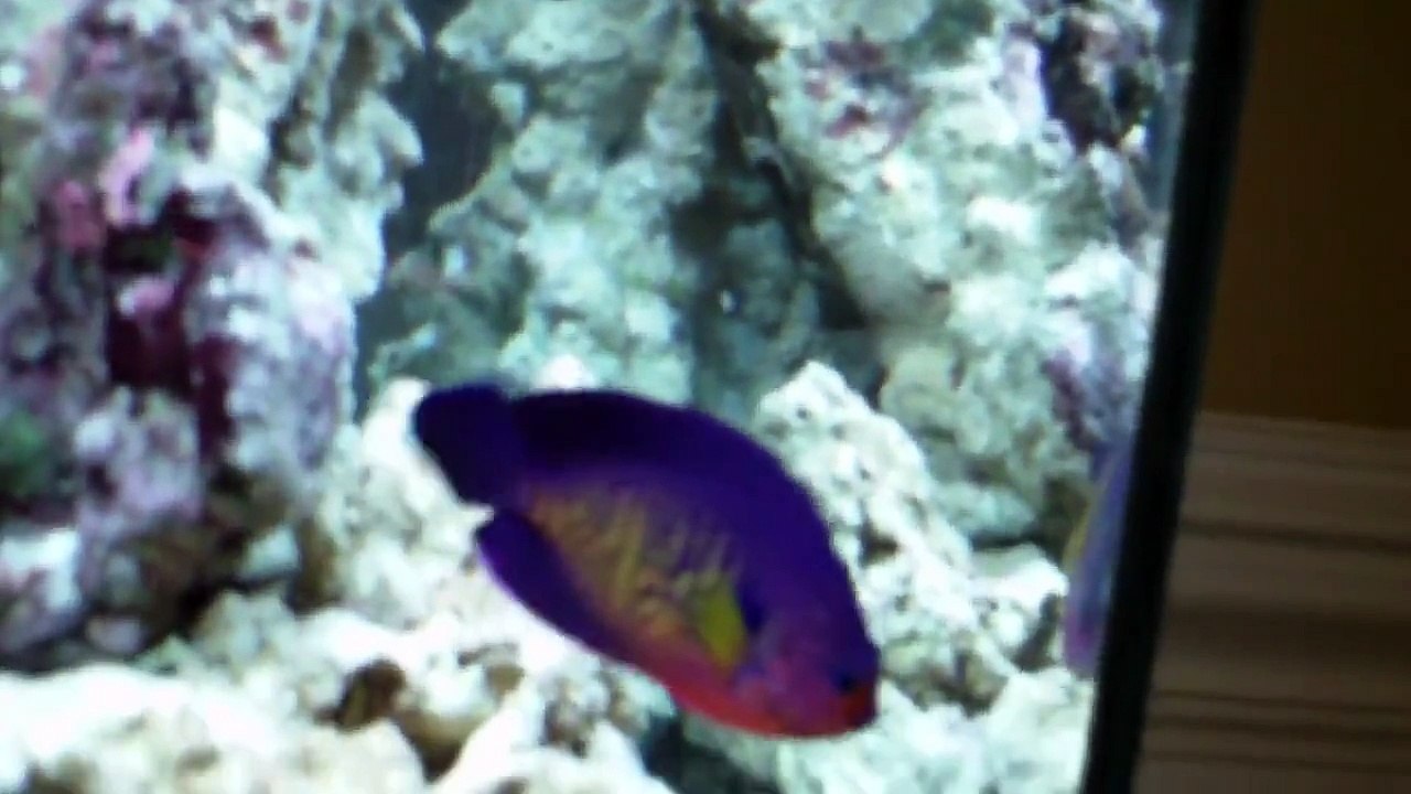 My 37 Gallon Reef Tank