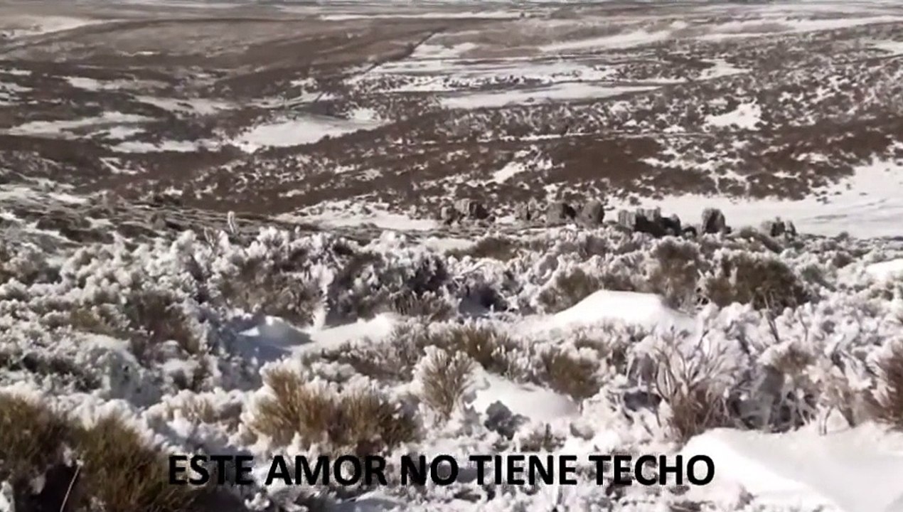 HUELLAS DE LOBOS IBÉRICOS EN LA NIEVE (IBERIAN WOLVES)
