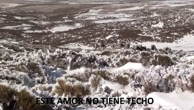 HUELLAS DE LOBOS IBÉRICOS EN LA NIEVE (IBERIAN WOLVES)