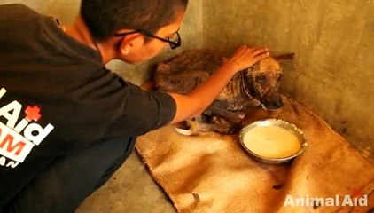 Un chien malade recueillit et soigné subi une incroyable transformation.
