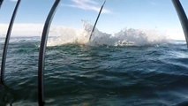 Un requin blanc attaque une cage en pleine mer - Terrifiant