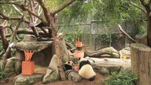 Panda Birthdays - San Diego Zoo
