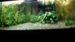 55 gallon planted aquarium kitty litter substrate