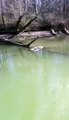 Alligator in Flint Creek, Decatur Alabama