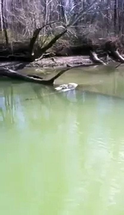 Alligator in Flint Creek, Decatur Alabama