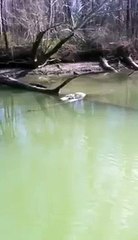 Alligator in Flint Creek, Decatur Alabama