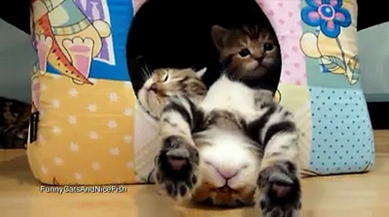 chatons