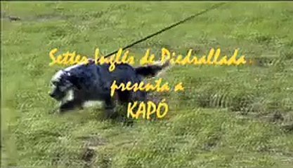 Kapó