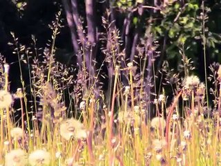 Cat Power - Sea of Love