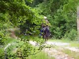 Charlie - Great Endurance Horse TWH registered Tennessee Walking Horse