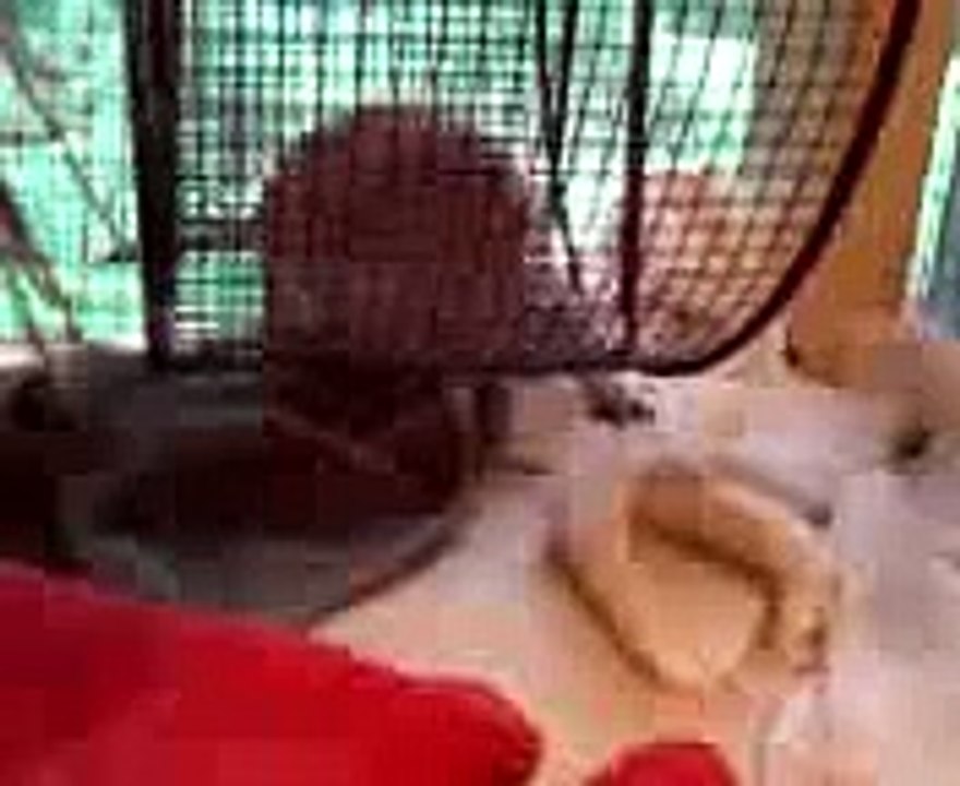 my pet black tailed prairie dog