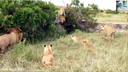 اقوى لقطات الافتراس