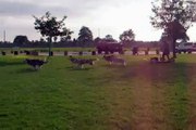 Team of six Siberian Huskies pulling training cart