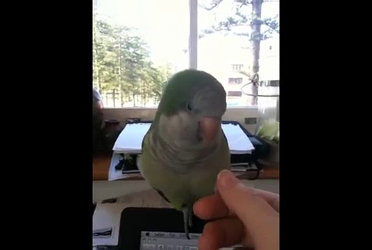 Jade the Quaker parrot gets a cuddle and scratch