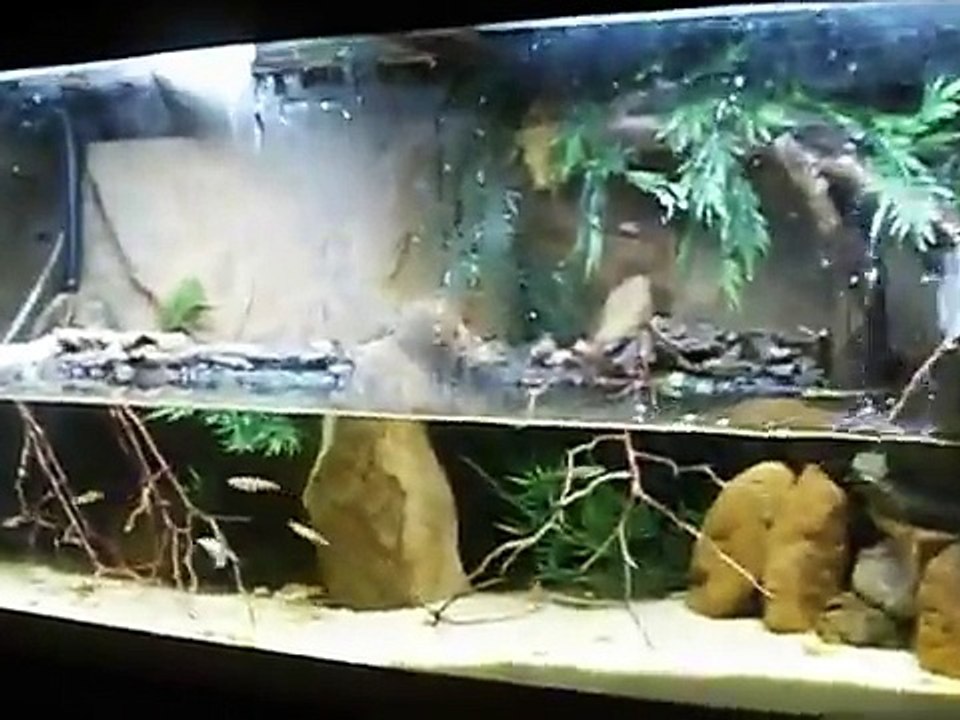 75 gallon mudskipper paludarium