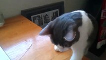 Shelby Cat counting coins - funny cat business!