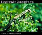 Fangschrecke Gottesanbeterin Tiere Animals Natur SelMcKenzie Selzer-McKenzie