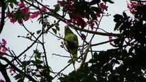 Amazona aestiva - papagaio-verdadeiro