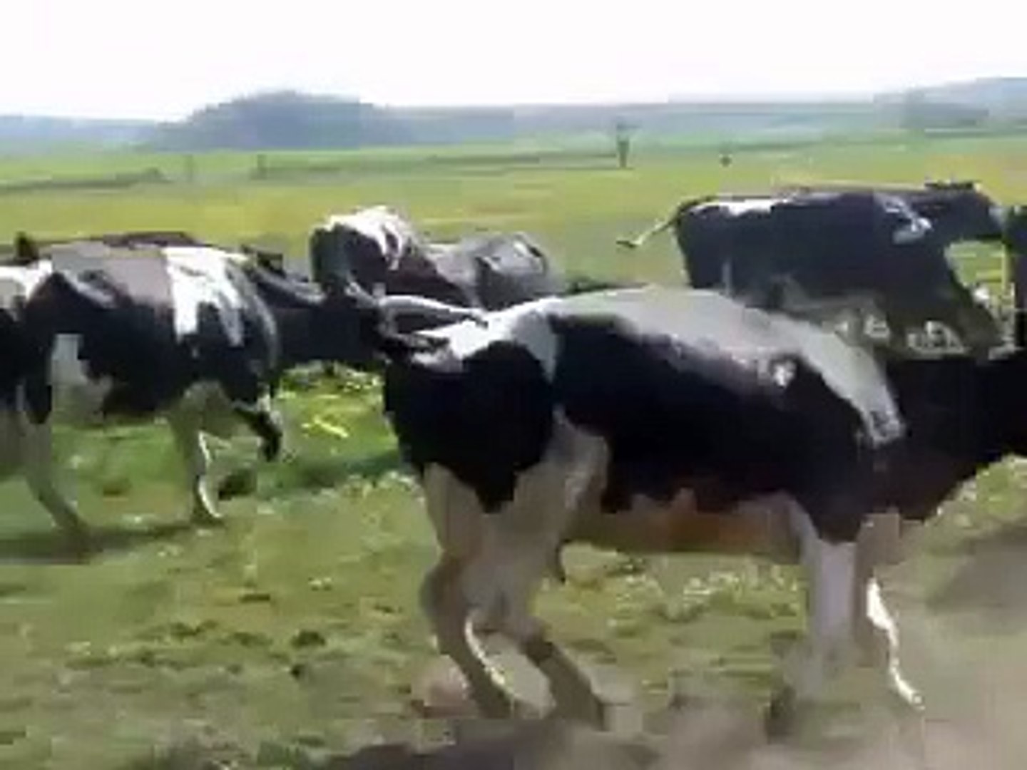 ⁣Happy cows