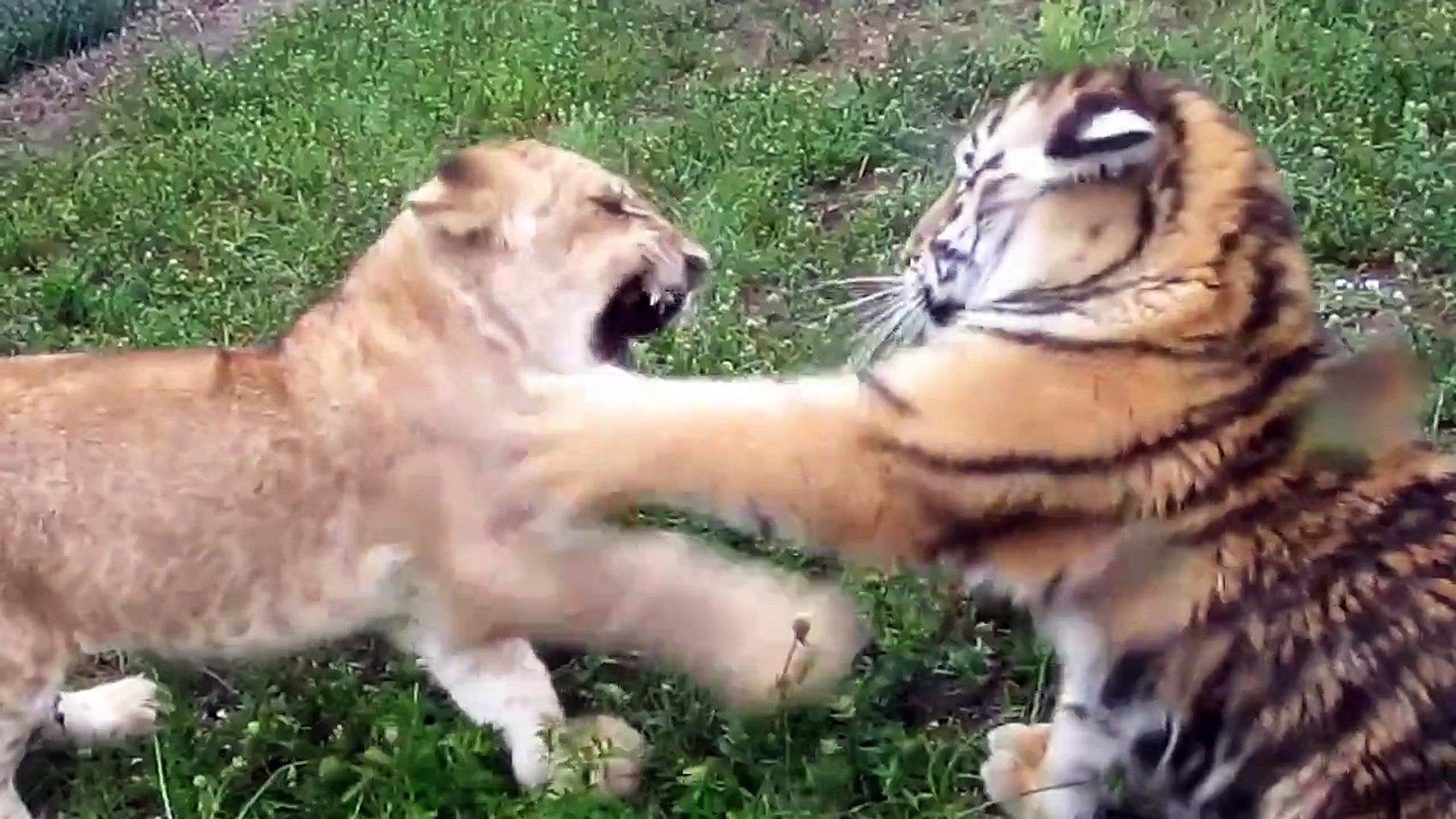 Comel Anak Harimau Vs Anak Singa Video Dailymotion