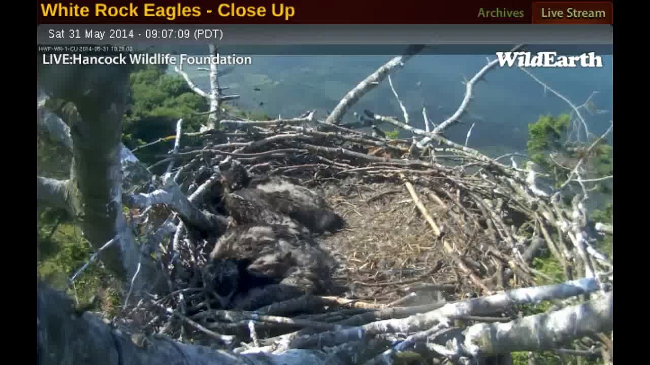 WR ~ 5/31/14 Dad brings Babies in nest ? Crow: By MassNoregon