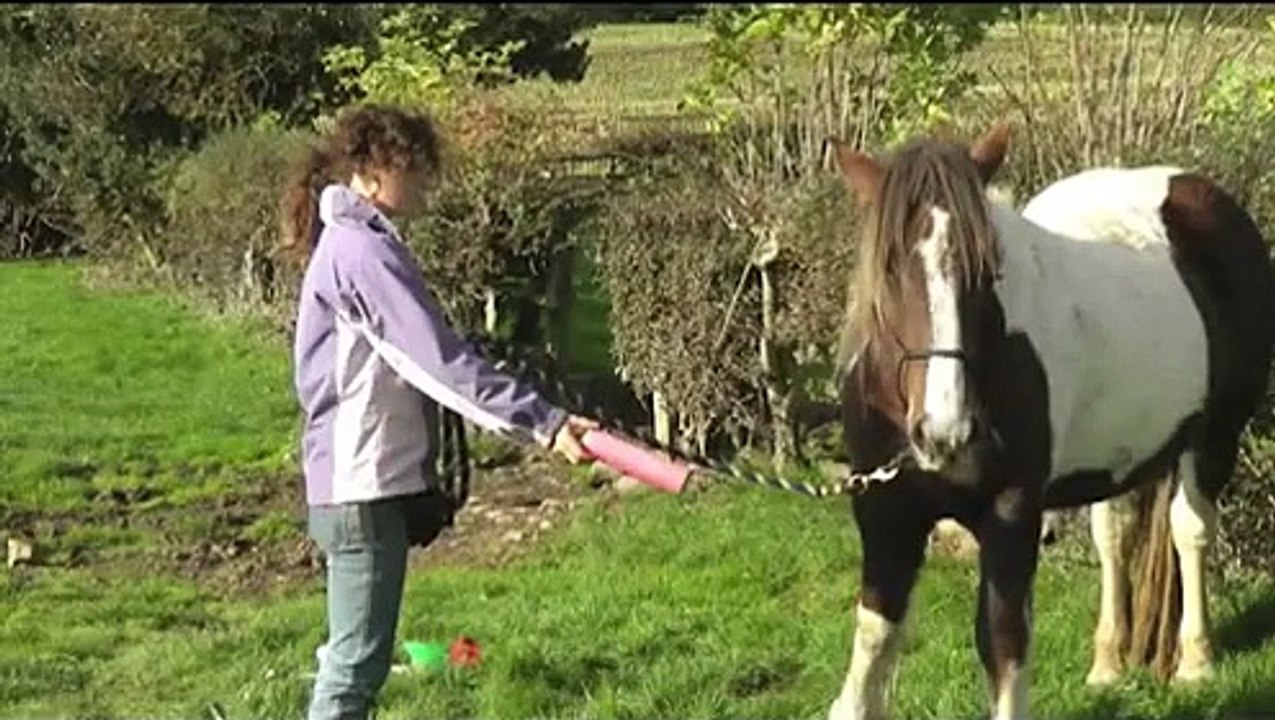 Teach your Horse how to Lead using Clicker Training!