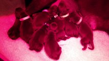 Ruby's Chocolate Labrador Puppies - less than one day old!! CUTE!!!