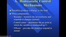 Homeostatic Mechanisms