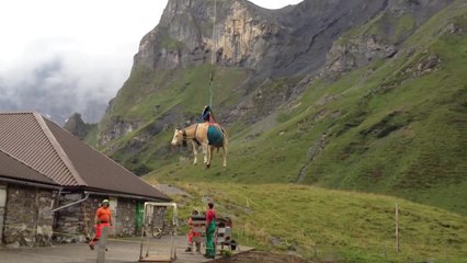 Une vache héliportée en Suisse