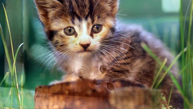 Nobuo Uematsu - Happy Birthday