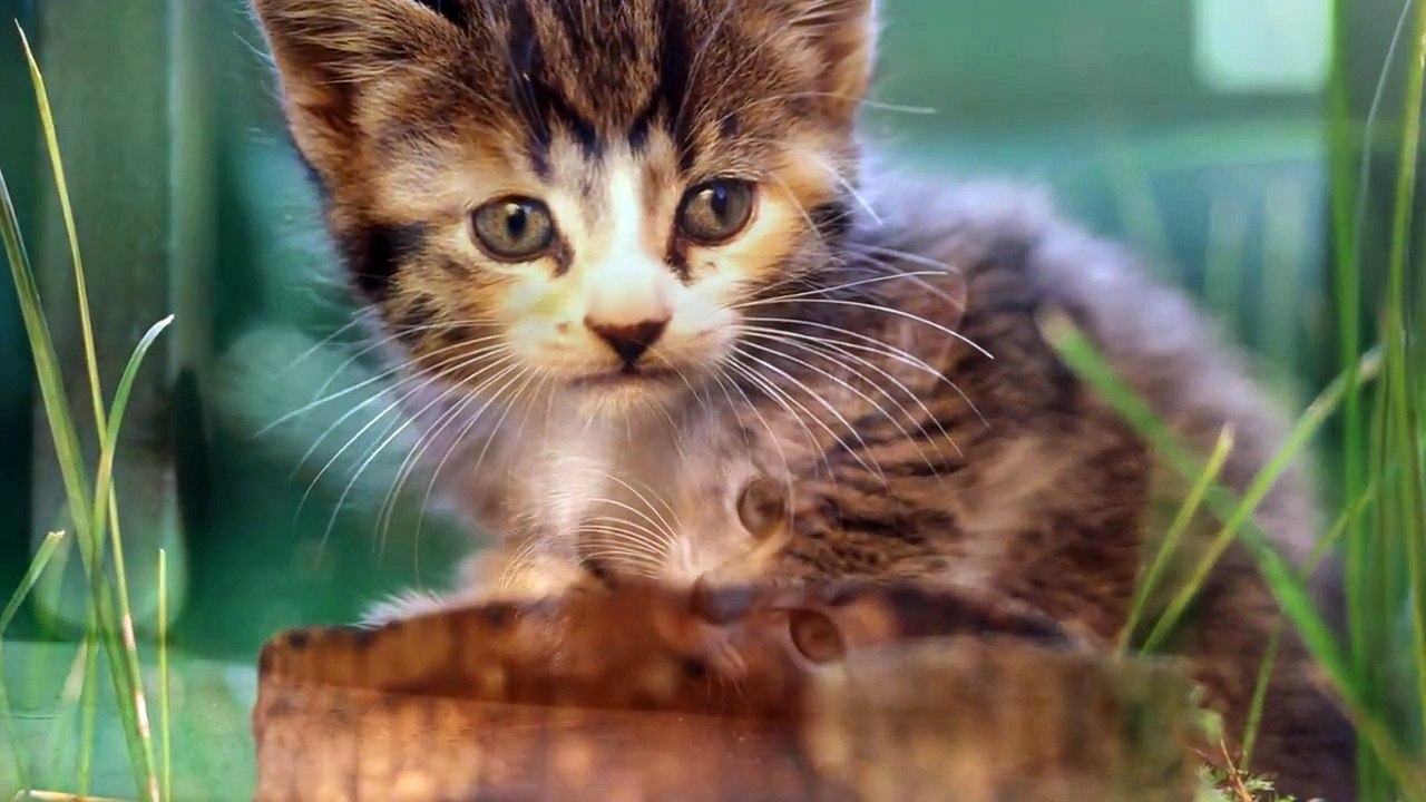 Nobuo Uematsu - Happy Birthday