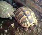 accoppiamento tartarughe