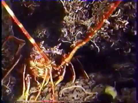 Vidéo cours de plongee préparation N2 49 mn