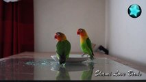 Lovebird ein Bad nehmen :)