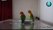 Lovebird ein Bad nehmen :)